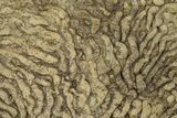 Pennsylvanian, Fossil Microbial Mat - Oklahoma #301924-1